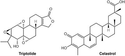 The Active Compounds and Therapeutic Target of Tripterygium wilfordii Hook. f. in Attenuating Proteinuria in Diabetic Nephropathy: A Review